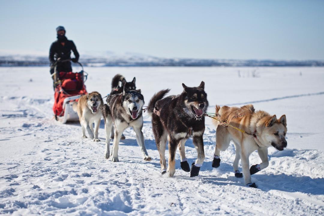 American Dog Derby