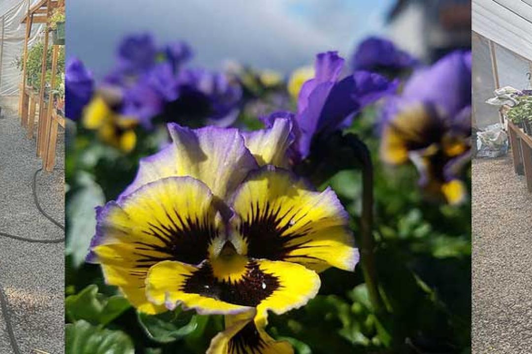 Swiss Precision Landscape and Nursery