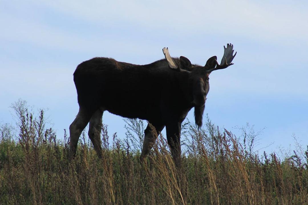 Moose