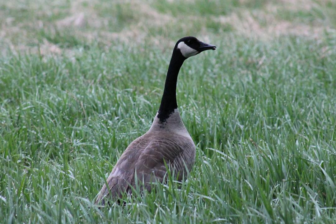 Goose