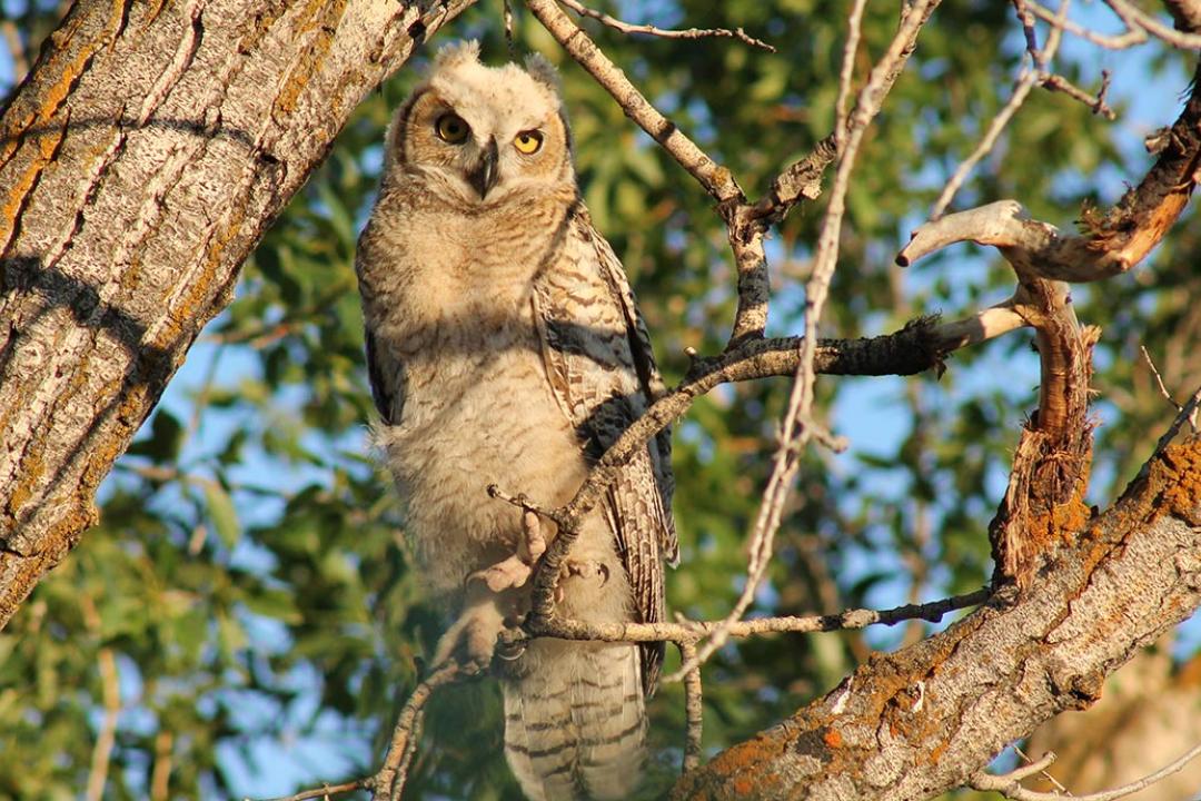 Baby Owl