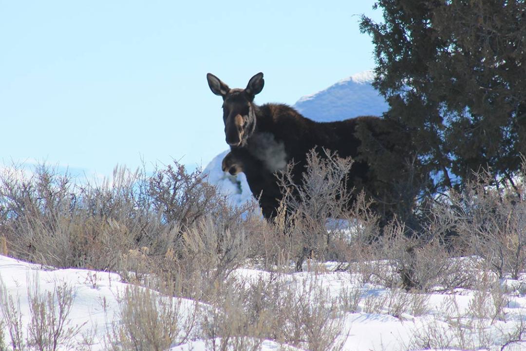 Cow Moose