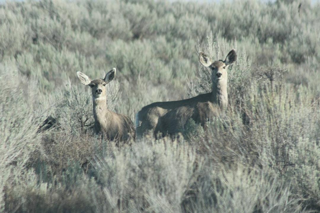 Mule Deer