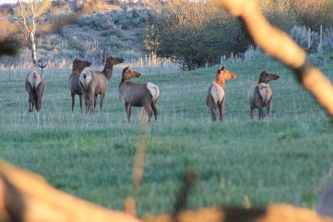 Cow Elk