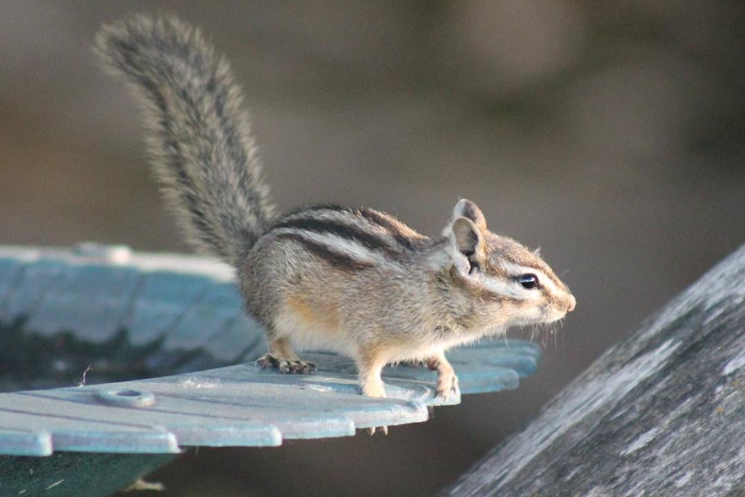 Chipmunk