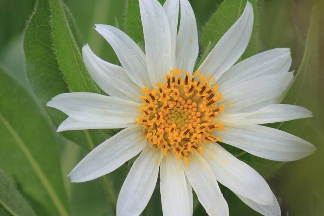 Wildflower blooms