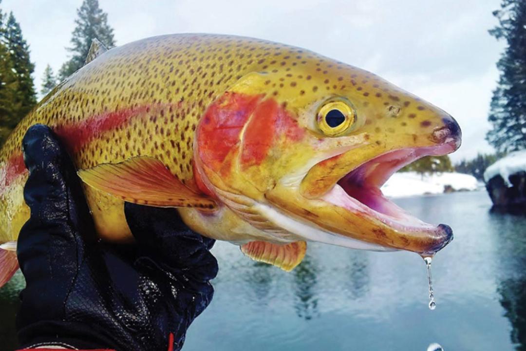 Rainbow Trout