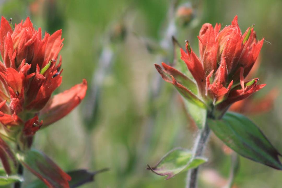 Indian Paintbrush