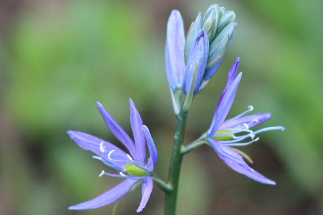 Wildflower